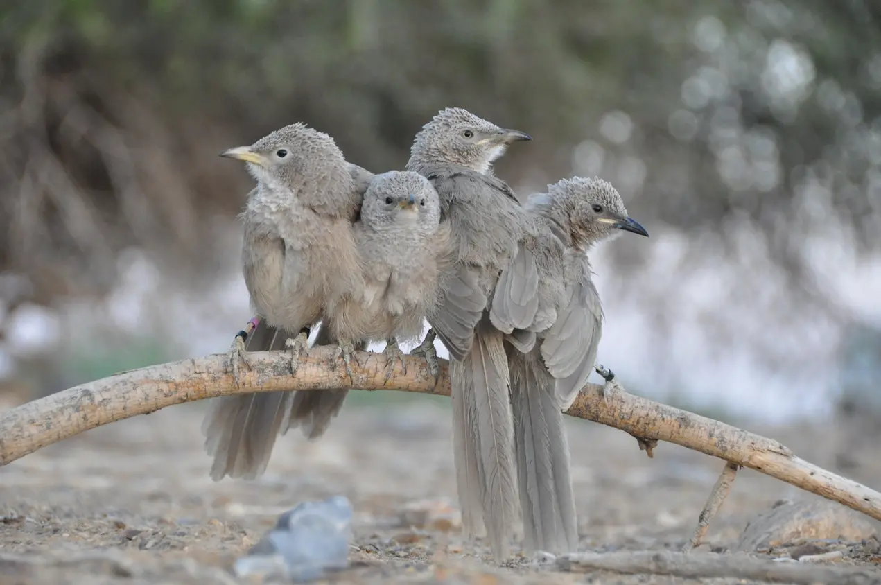 זנבנים בערבה התיכונה. צילום: עודד קינן