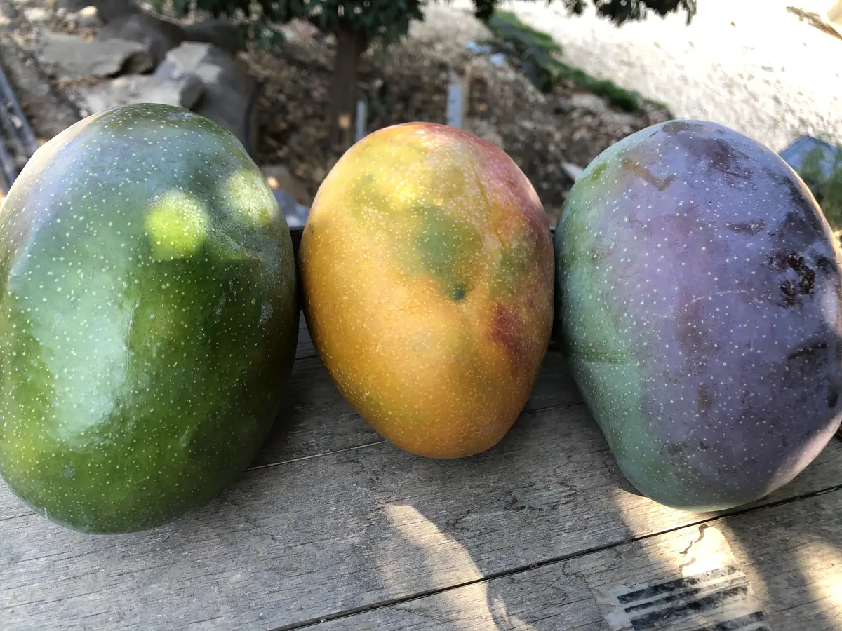 מנגו