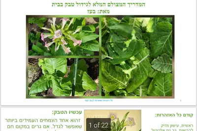 המדריך המצולם המלא לגידול יבוש עיבוד ויישון טבק בבית