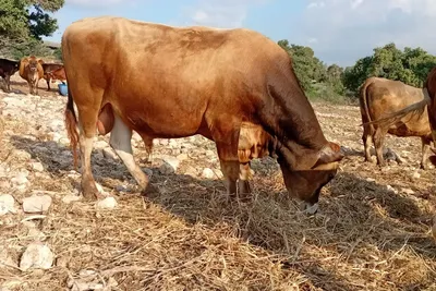 פר גרזי צעיר