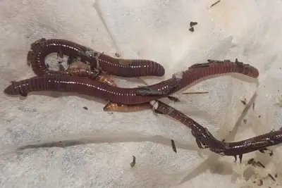 תולעים אדומות לקומפוסט