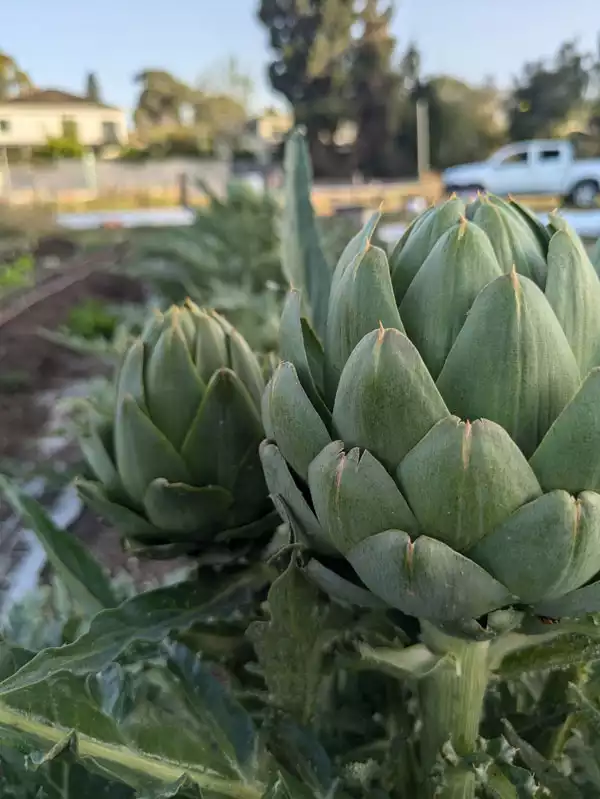 צילום: גן ירק- אדם בחווה